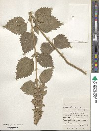 Anisomeles indica image