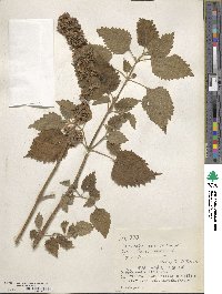 Anisomeles indica image