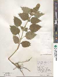 Anisomeles indica image