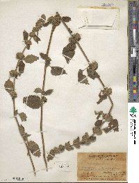 Anisomeles indica image