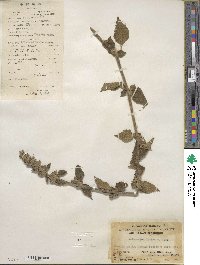 Anisomeles indica image