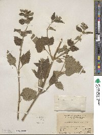 Anisomeles indica image