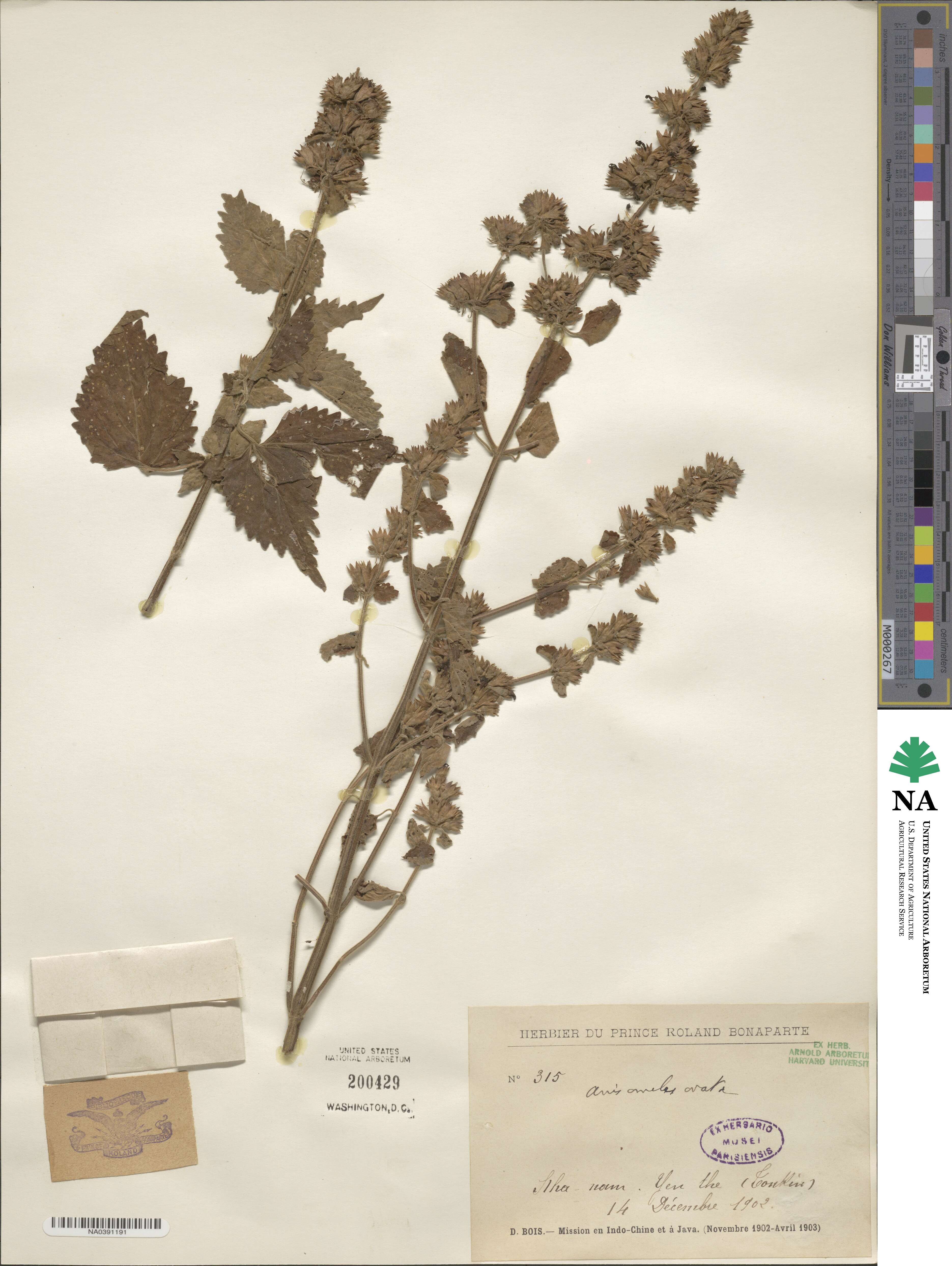 Anisomeles indica image