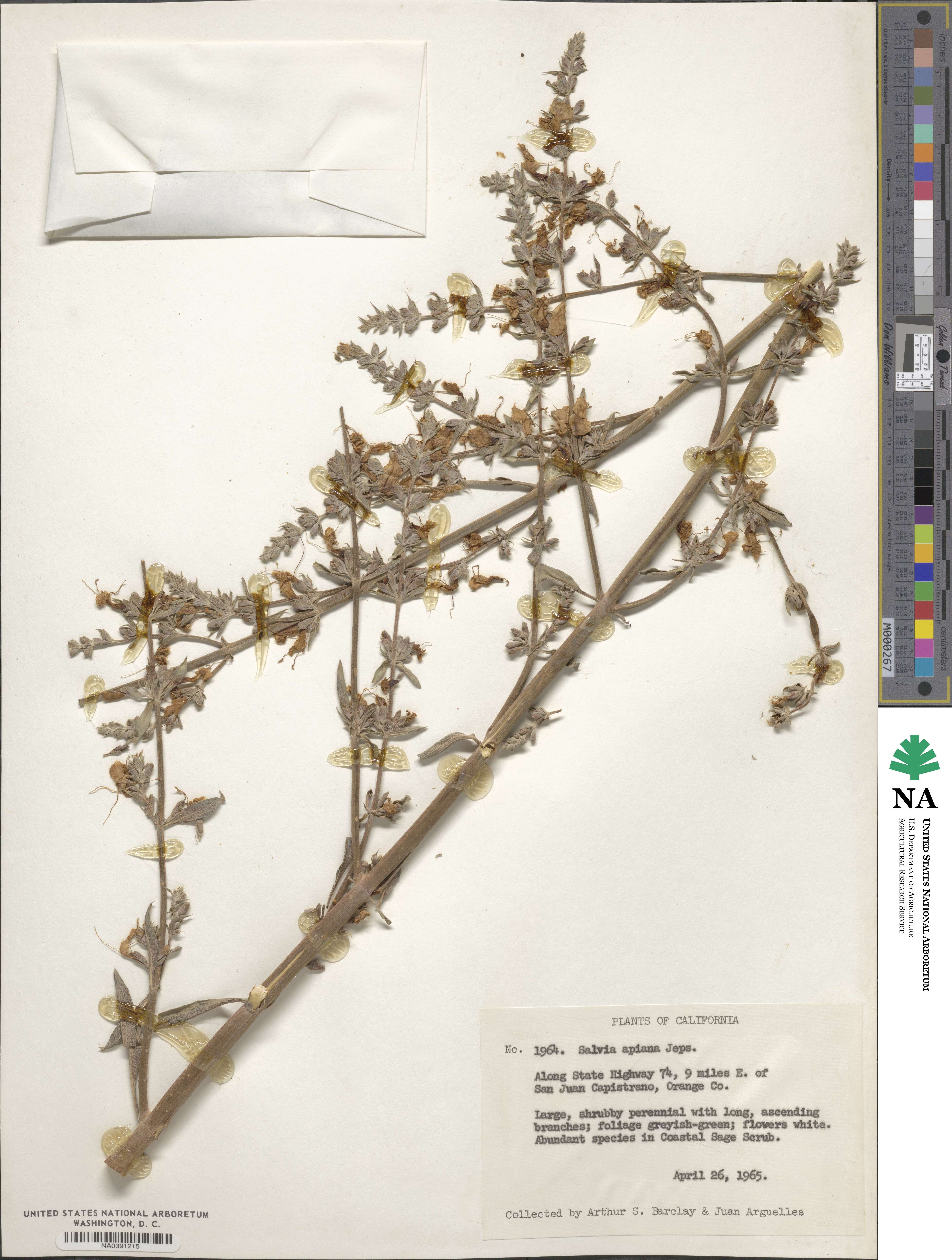 Salvia apiana image