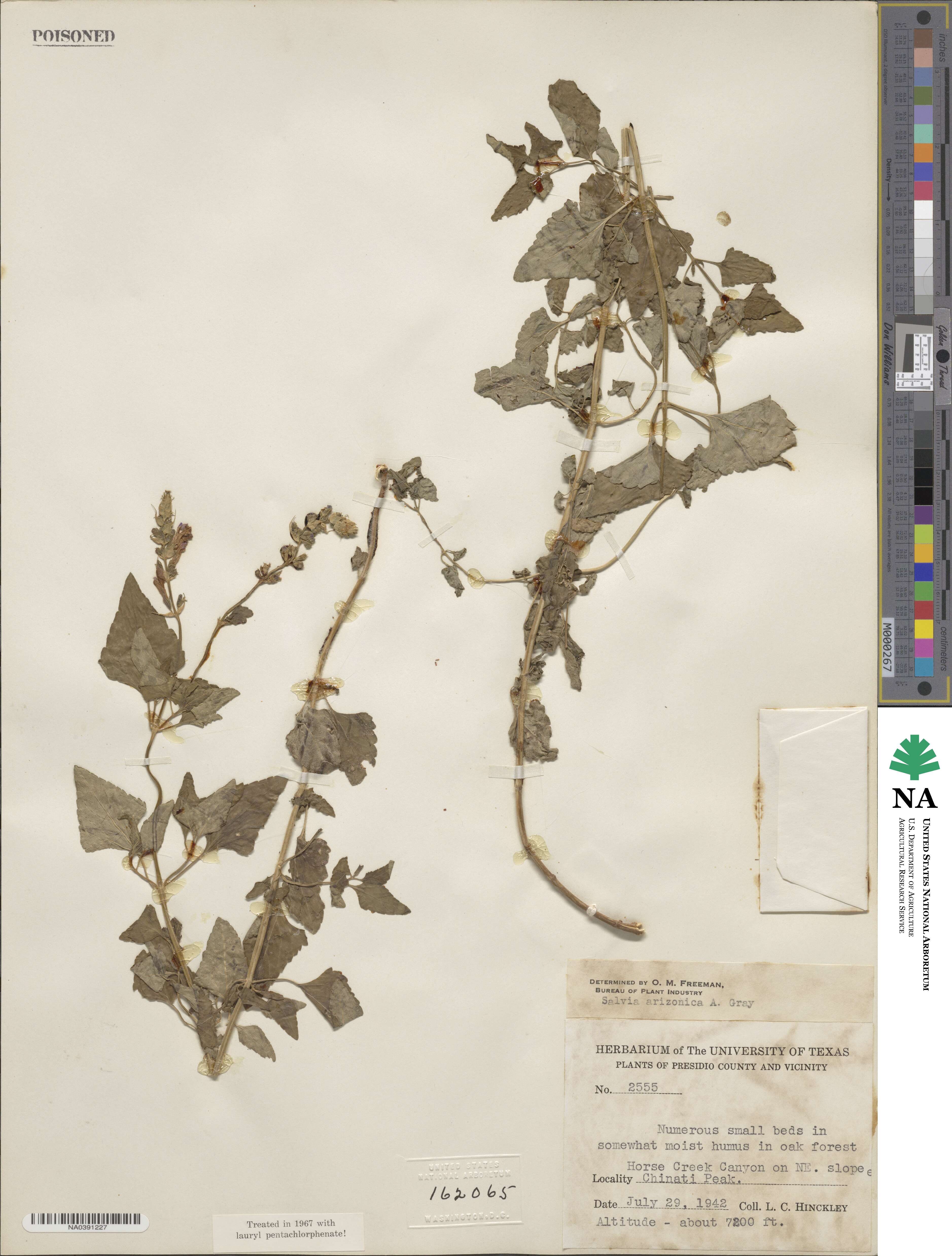 Salvia arizonica image
