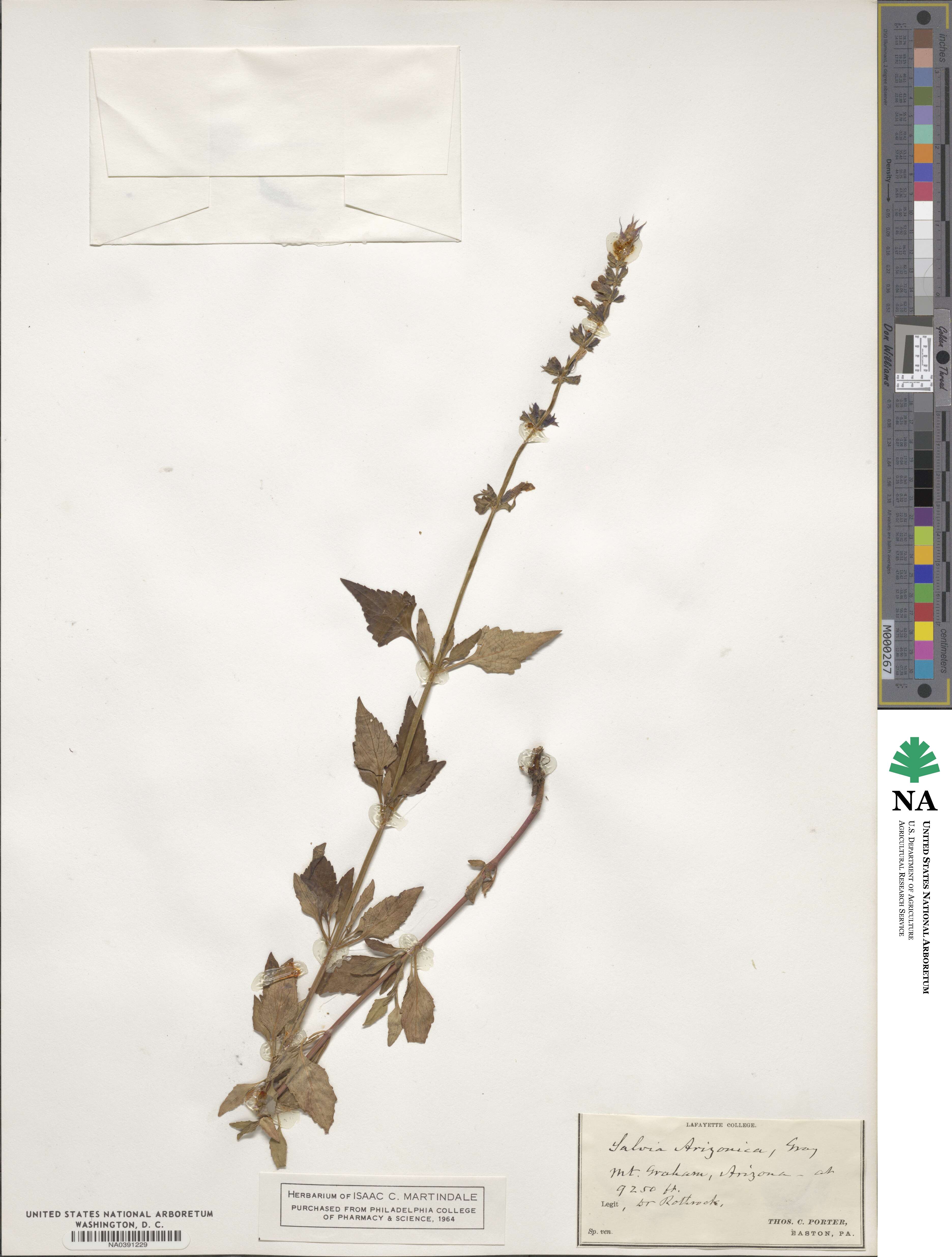 Salvia arizonica image