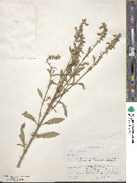 Salvia azurea image