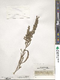 Salvia azurea image