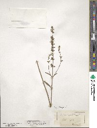 Salvia azurea image