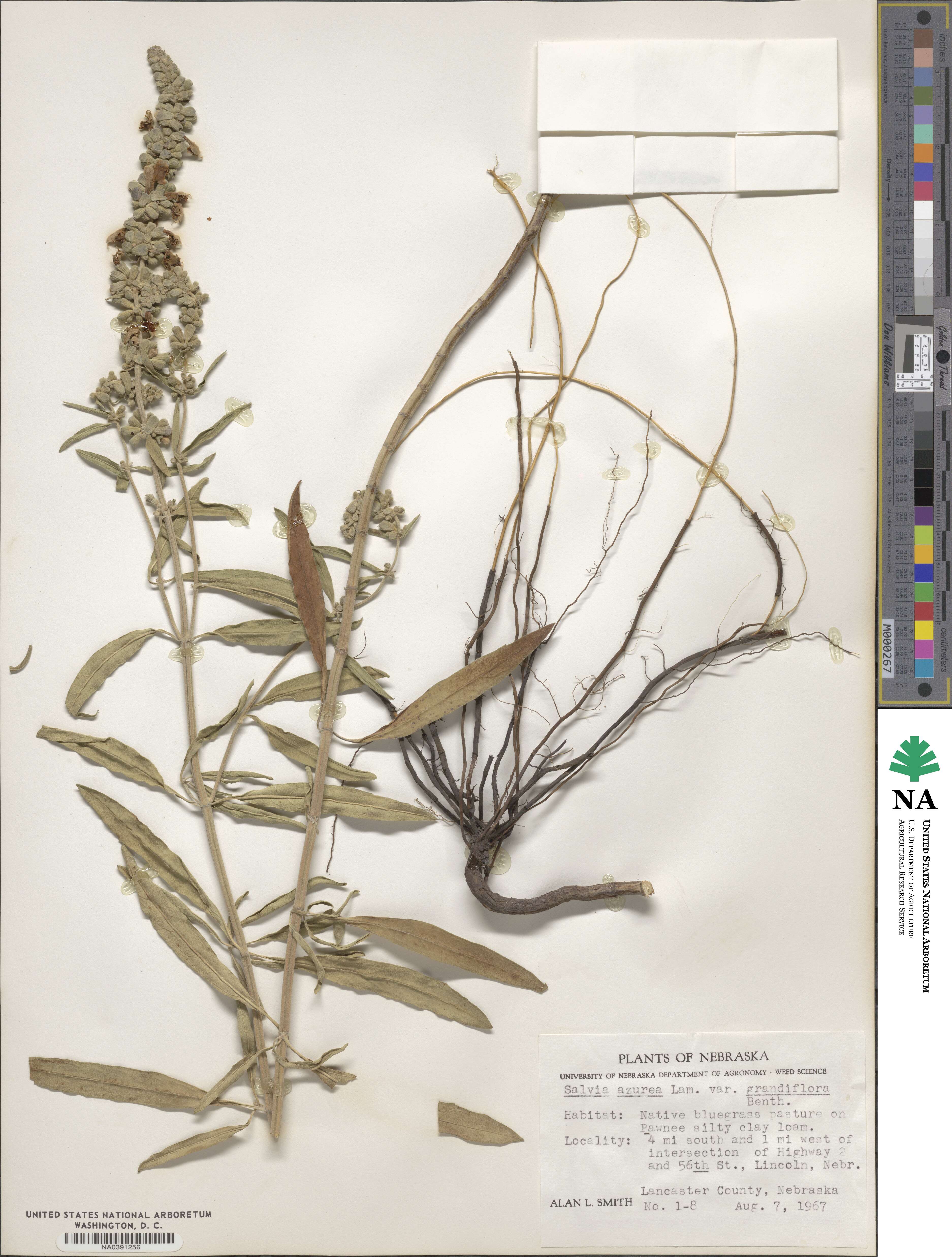 Salvia azurea image
