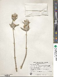 Salvia carduacea image