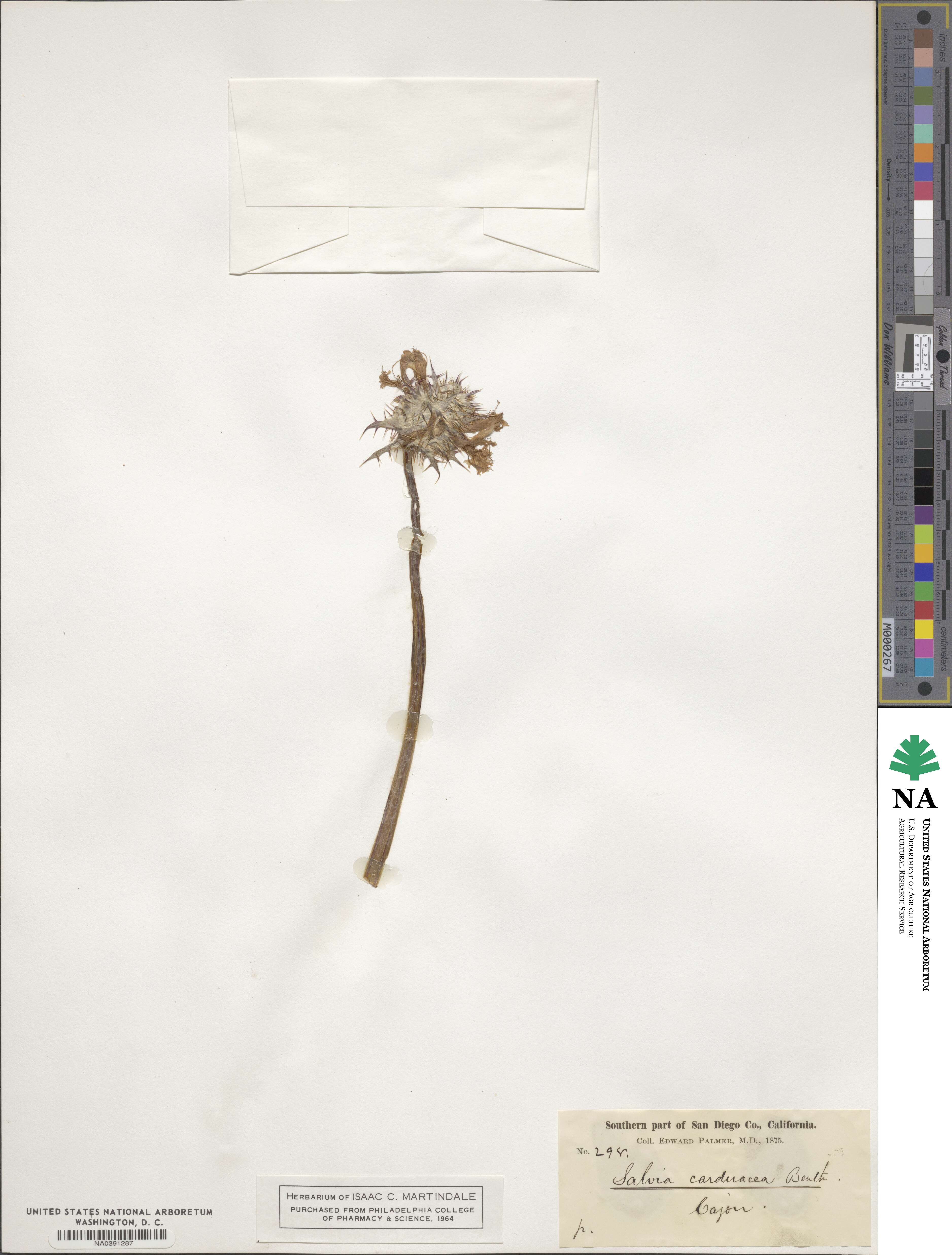 Salvia carduacea image