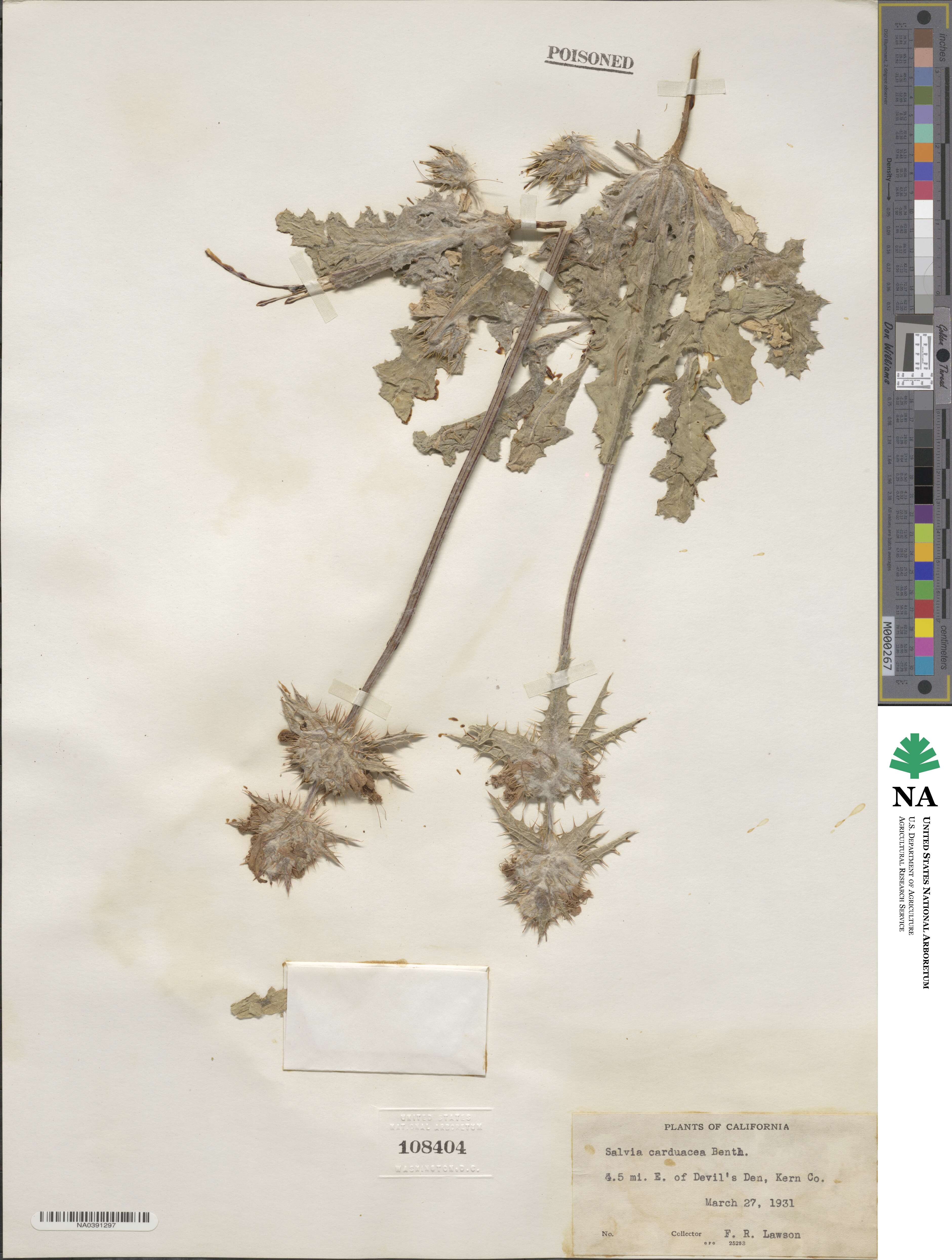 Salvia carduacea image