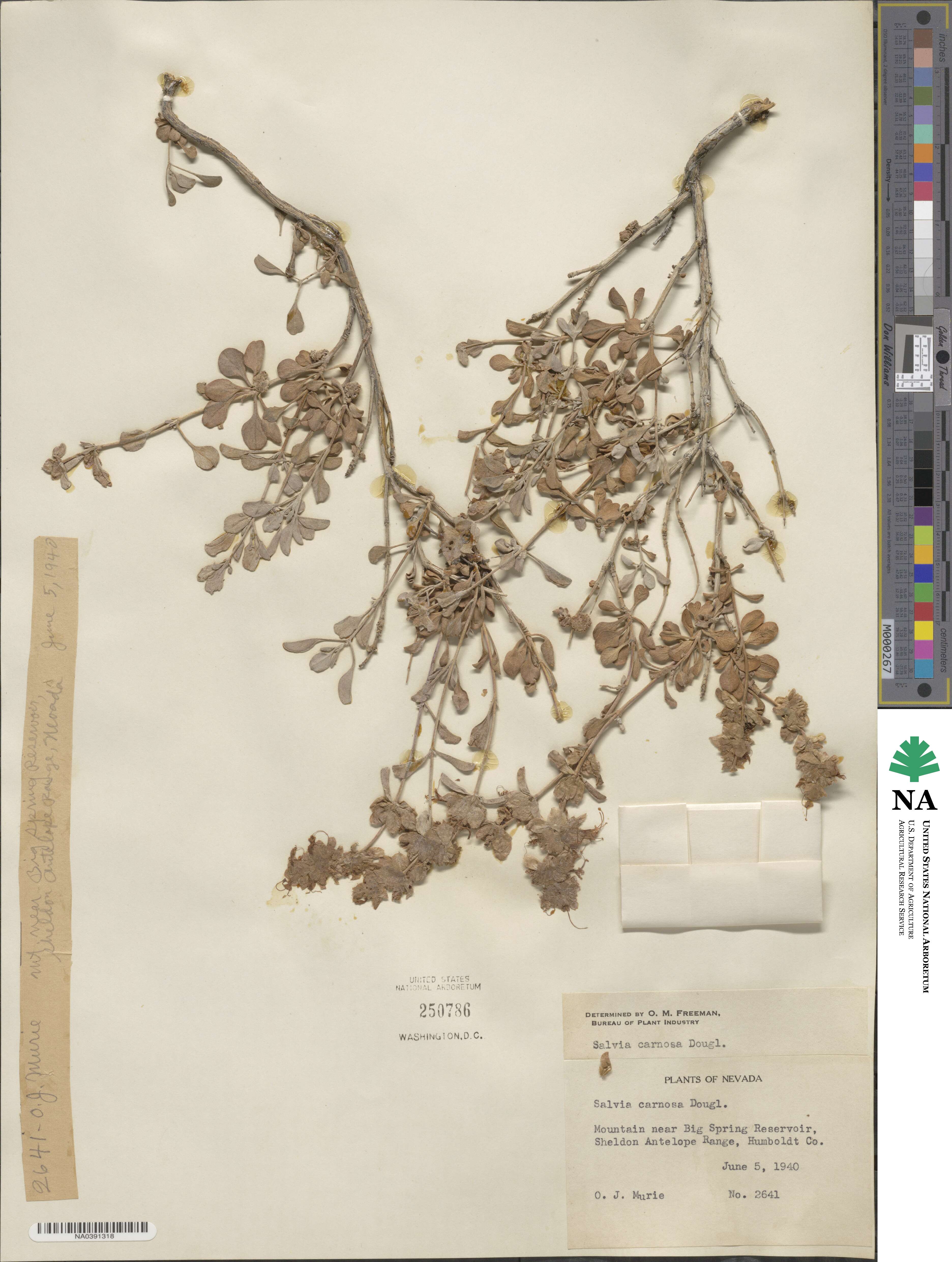 Salvia dorrii var. incana image