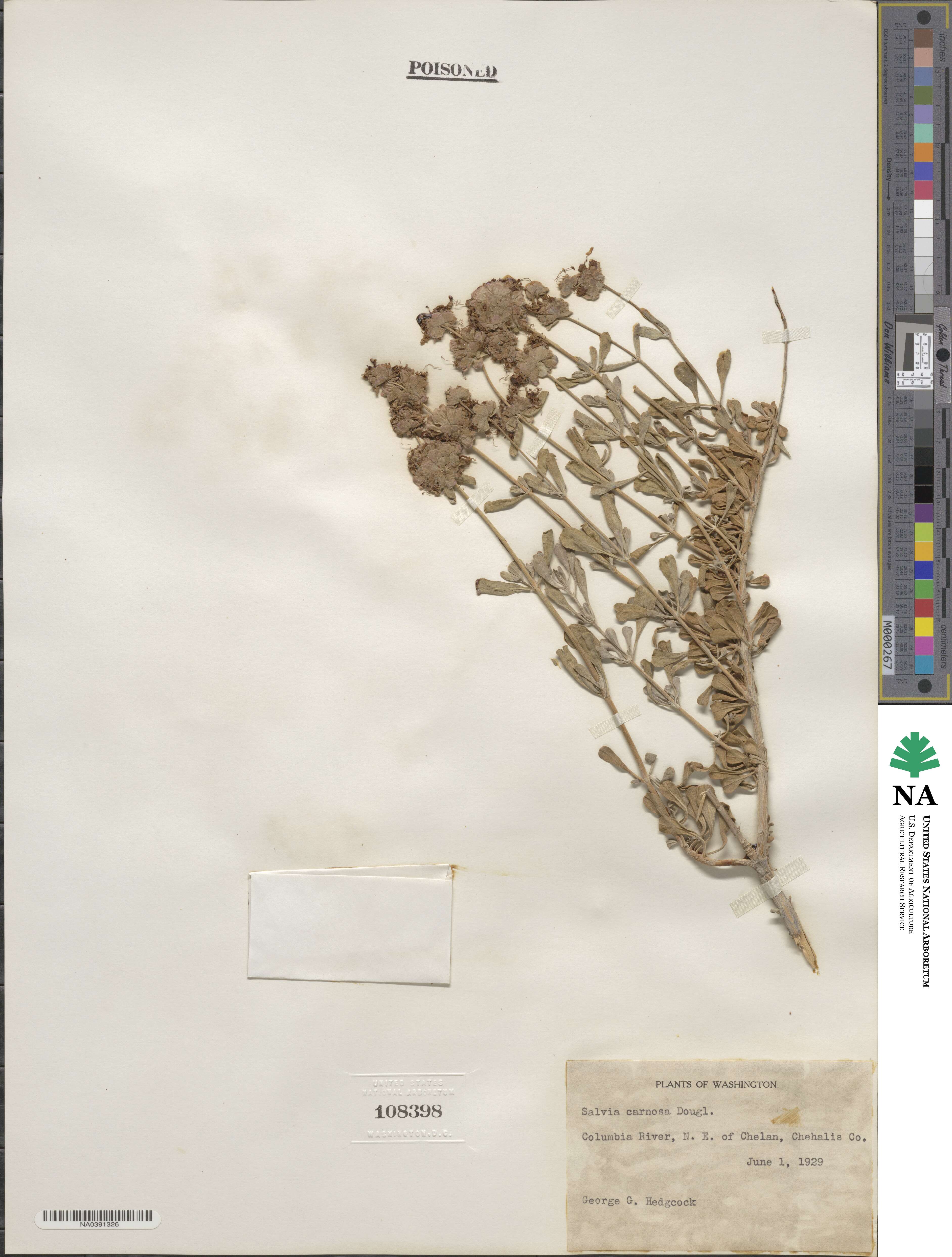 Salvia dorrii var. incana image