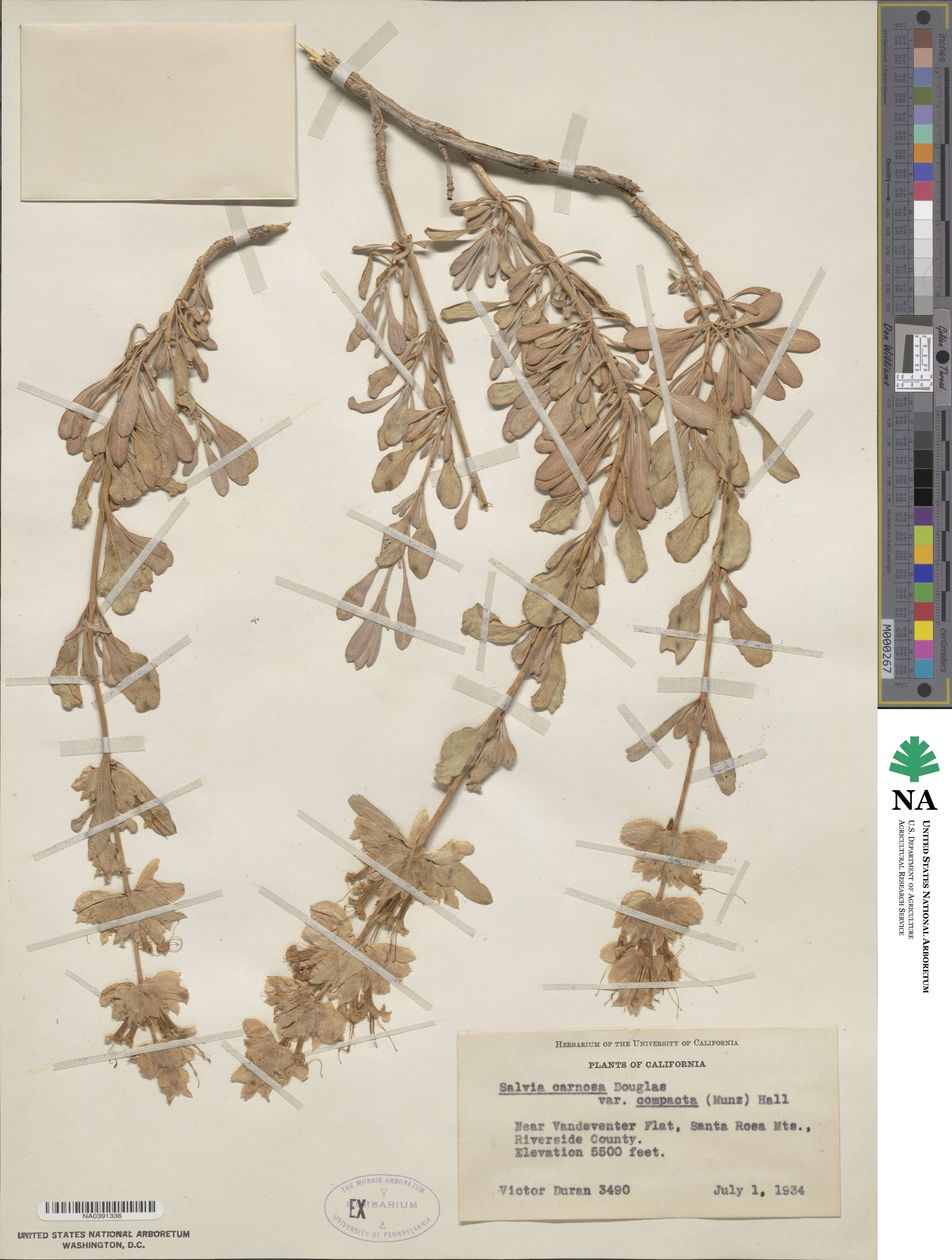 Salvia pachyphylla image