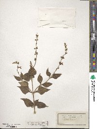 Image of Salvia chapmanii