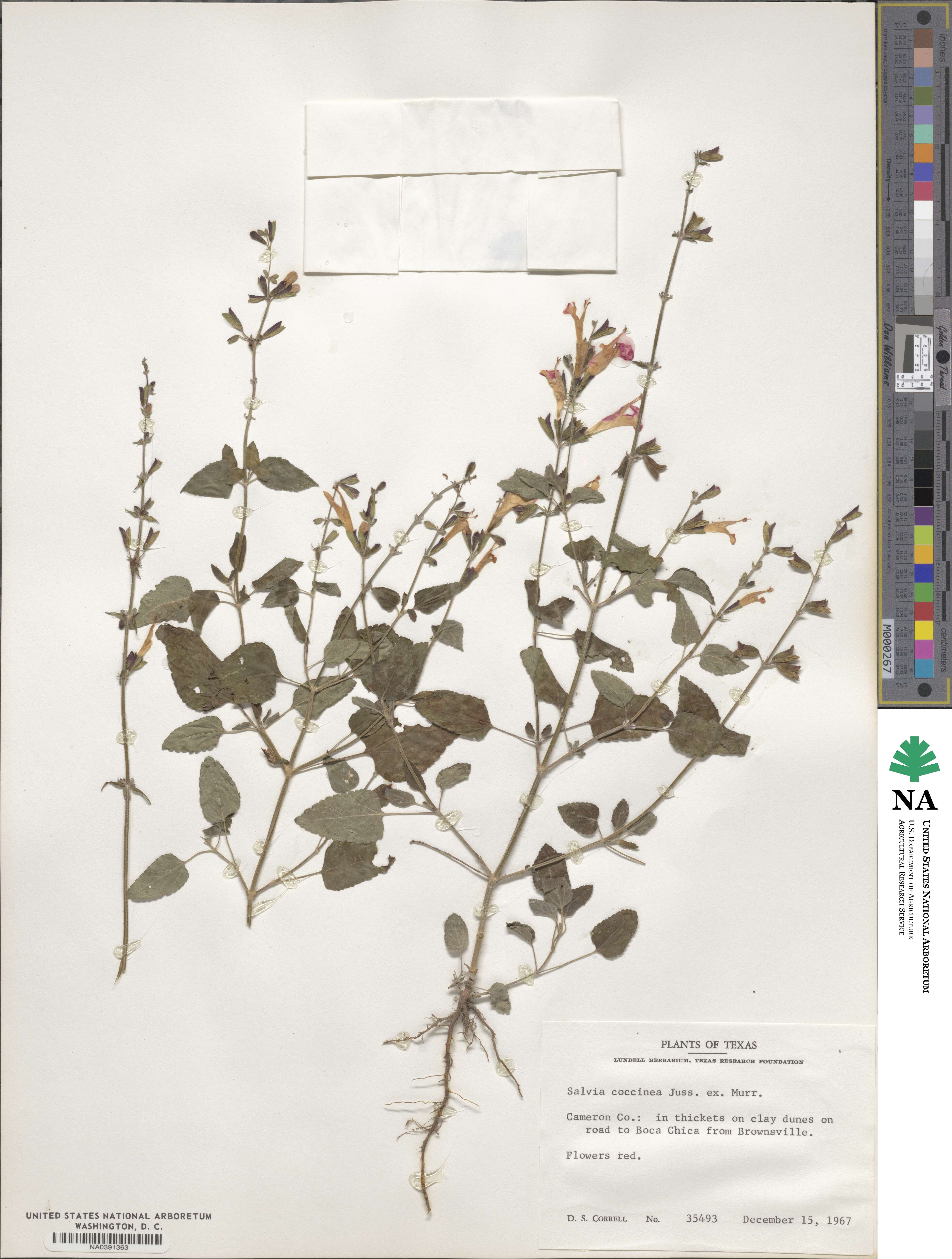 Salvia coccinea image