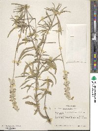 Salvia farinacea image