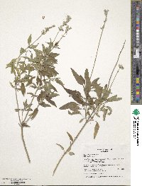 Salvia farinacea image