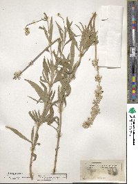 Salvia farinacea image