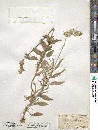 Salvia farinacea image