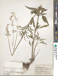 Salvia farinacea image