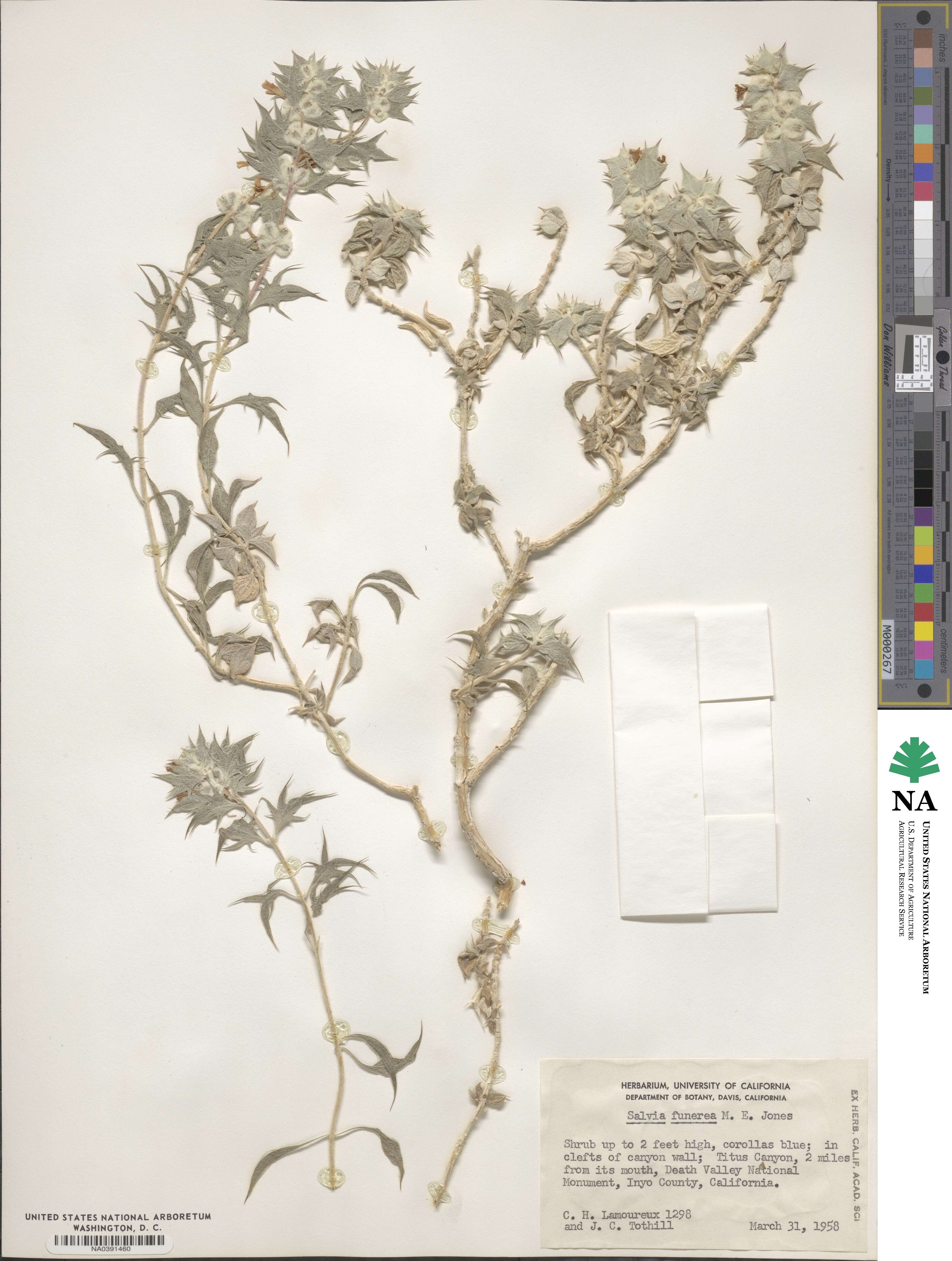 Salvia funerea image