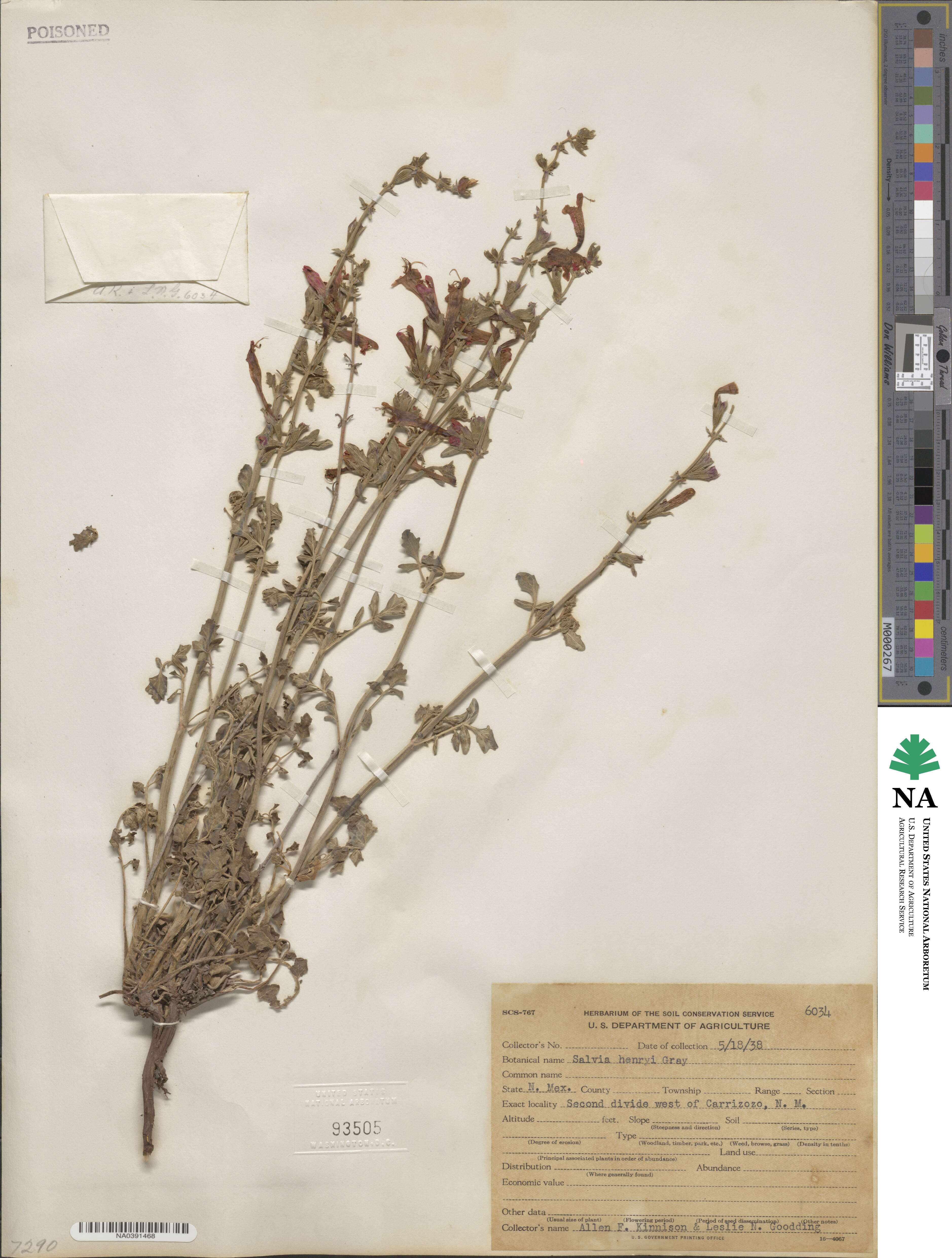 Salvia henryi image