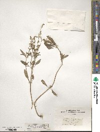 Salvia lanceolata image