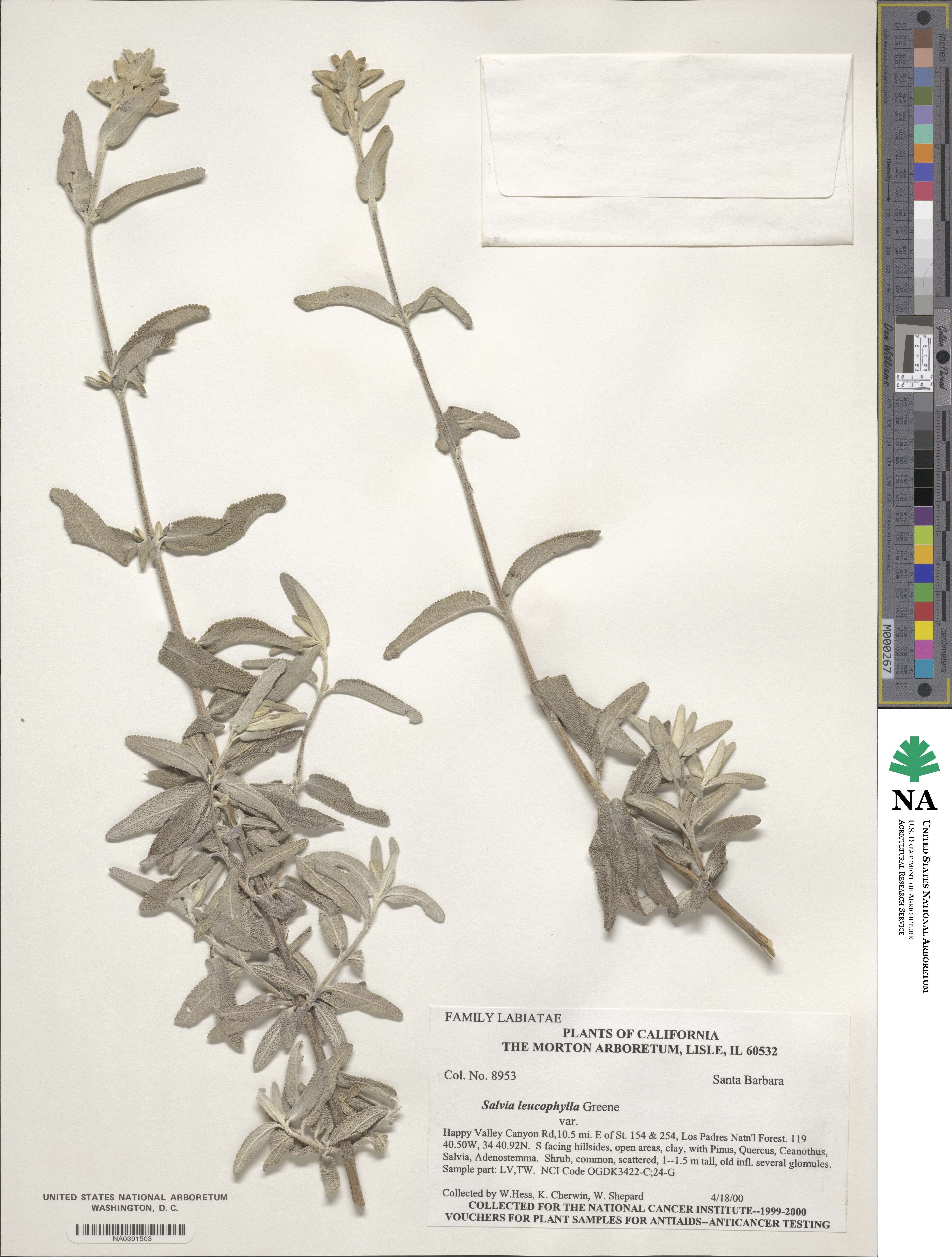 Salvia leucophylla image