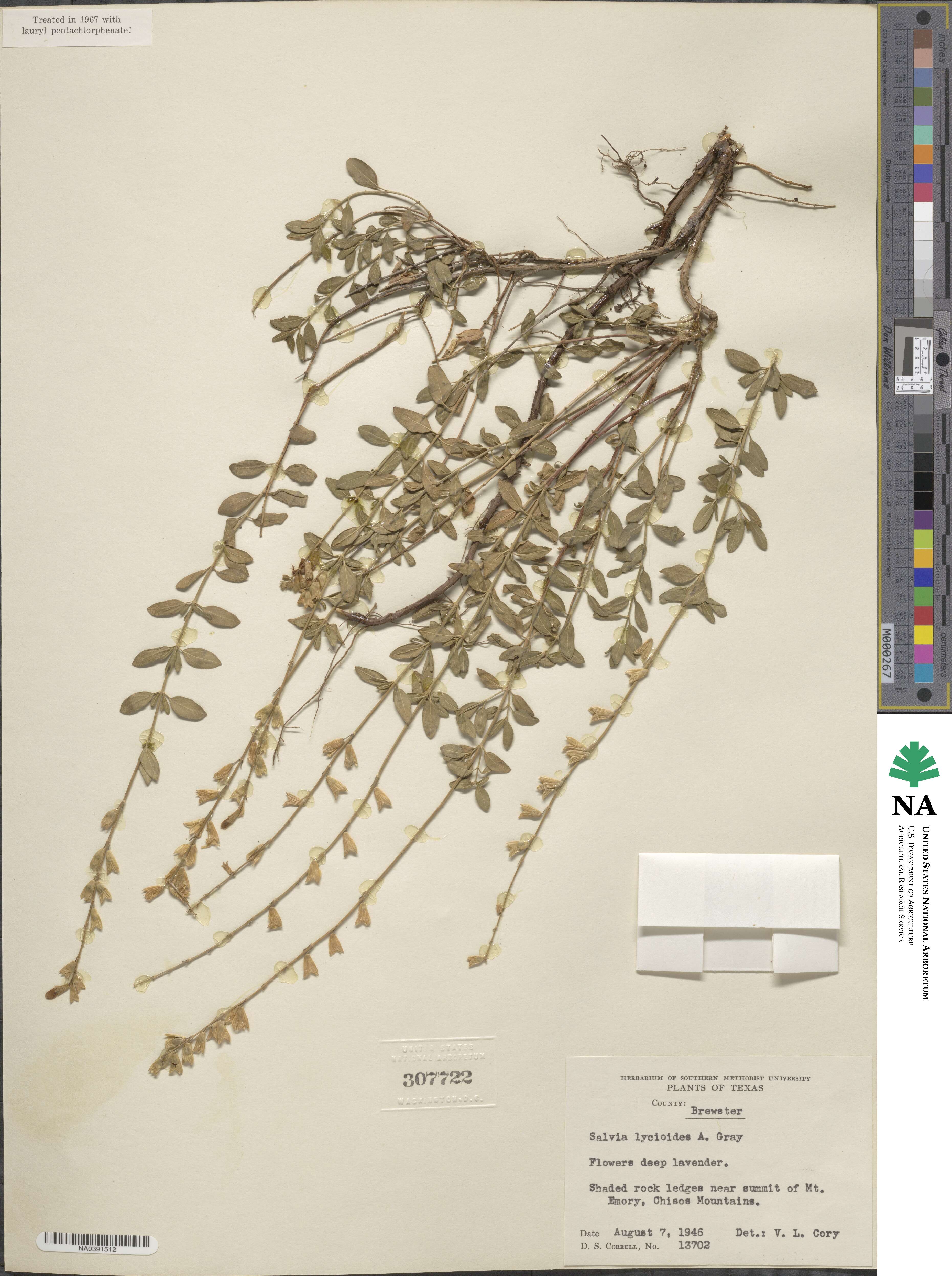 Salvia lycioides image