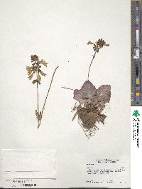 Salvia lyrata image