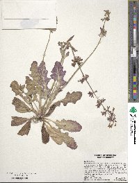 Salvia lyrata image