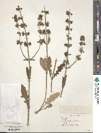 Salvia lyrata image