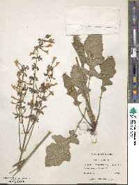 Salvia lyrata image