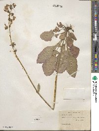 Salvia lyrata image