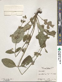 Salvia lyrata image