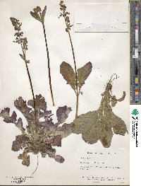 Salvia lyrata image