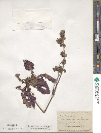 Salvia lyrata image