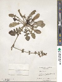 Salvia lyrata image