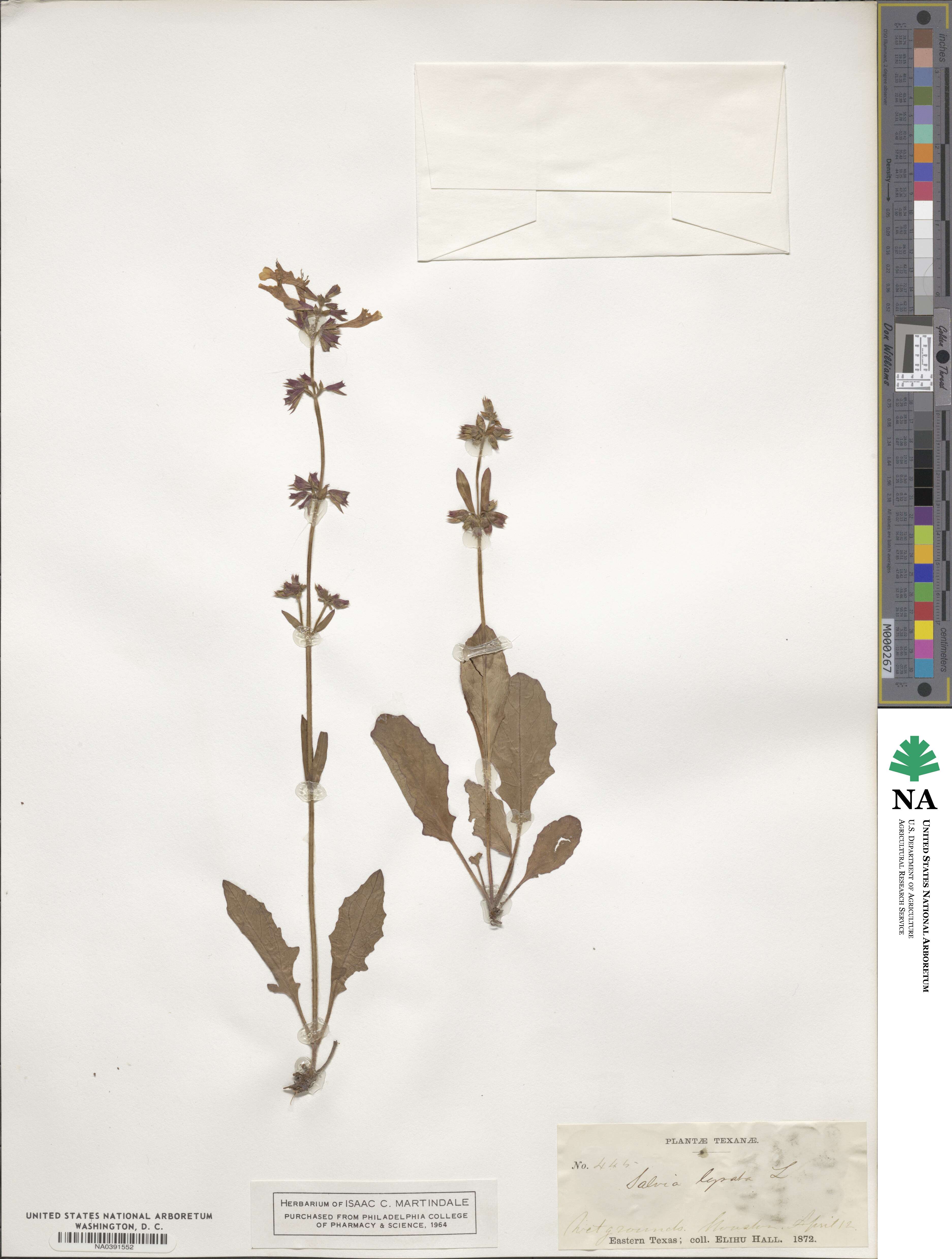 Salvia lyrata image