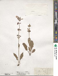 Salvia lyrata image