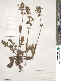 Salvia lyrata image