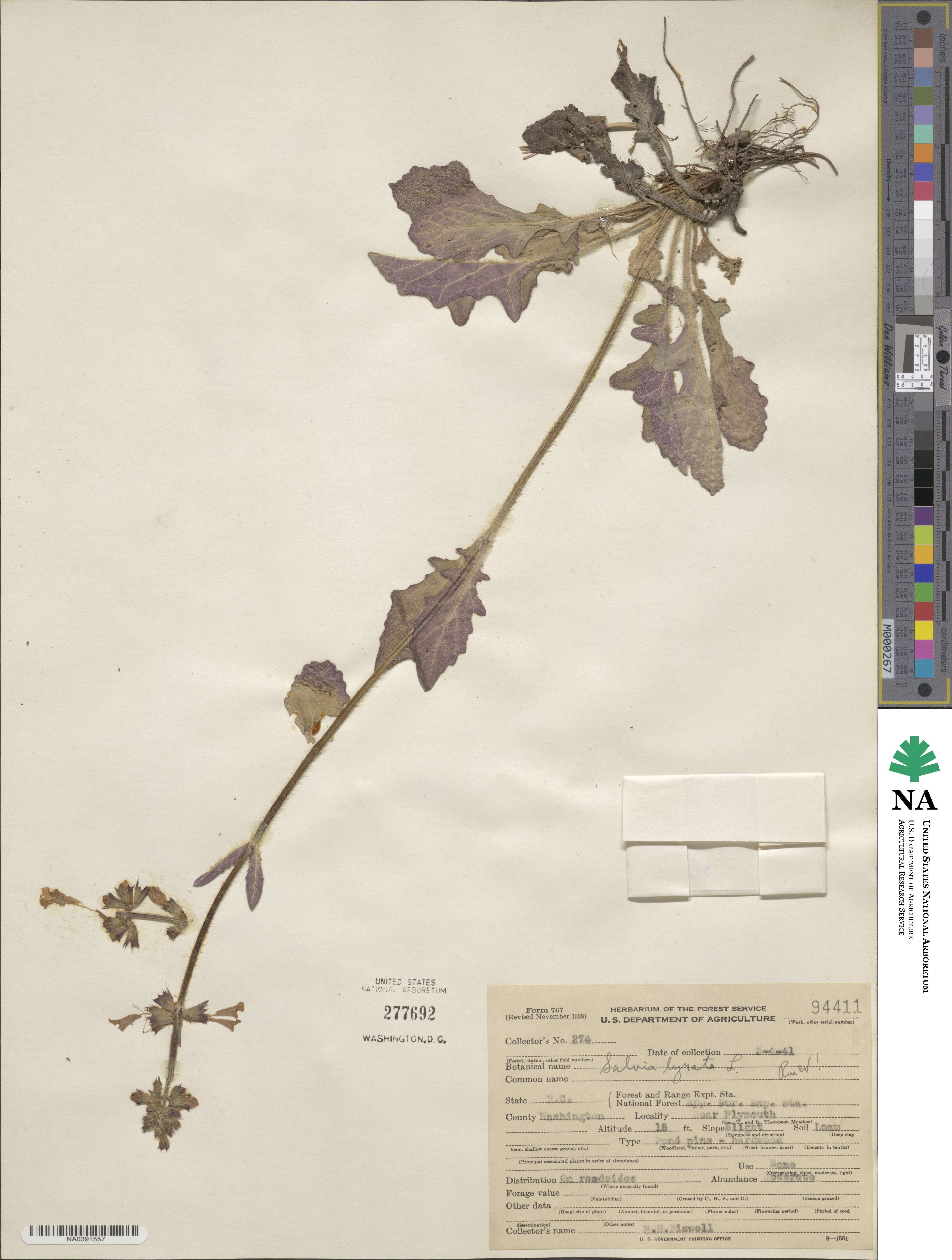 Salvia lyrata image