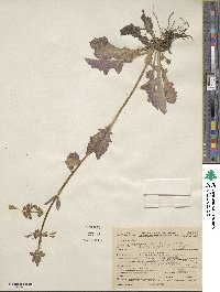 Salvia lyrata image