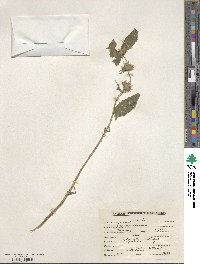 Lamium album image