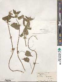 Lamium album image