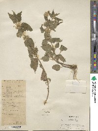 Lamium album image