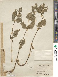 Lamium album image